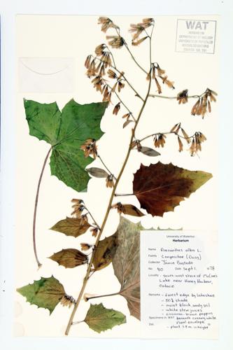 White Rattlesnake-root; White Lettuce specimen