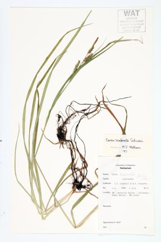 Rough Sedge; Eastern Rough Sedge specimen