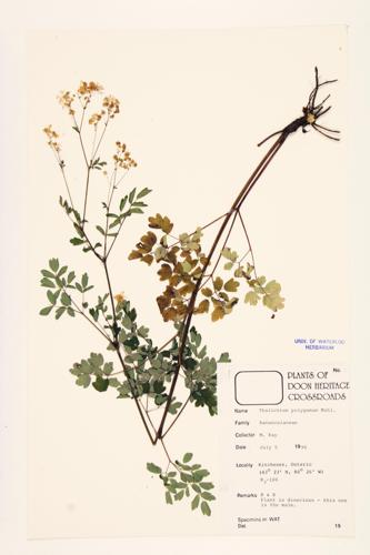 Tall Meadow-rue; Late Meadow-rue; King of the Meadow specimen