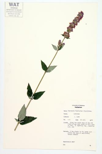 Lavender Giant-hyssop; Blue Giant-hyssop; Anise Hyssop specimen