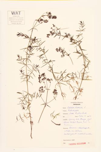 Northern Bedstraw specimen