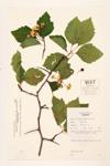 Emerson's Thorn; Quebec Hawthorn specimen