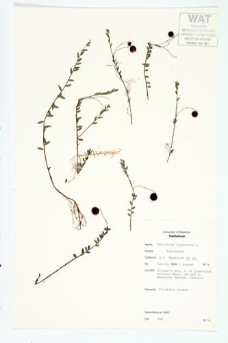 Small Cranberry; European Cranberry specimen