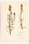 Butter-and-eggs; Yellow Toadflax specimen