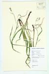 Handsome Sedge; Awnless Graceful Sedge specimen