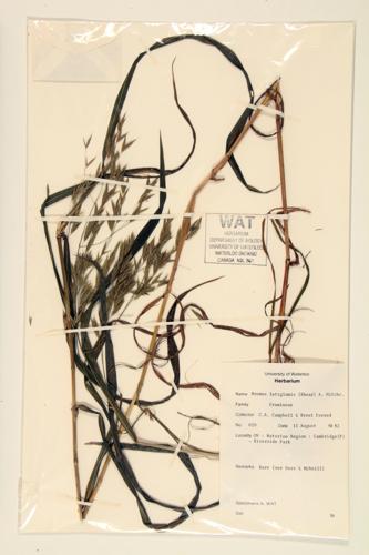 Broad-glumed Brome; Flange-sheathed Brome  specimen