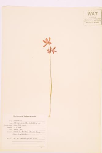 Tuberous Grass Pink specimen