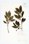 American Beech; Common Beech specimen