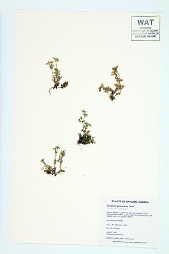 Mouse-ear Chickweed; Sticky Chickweed specimen