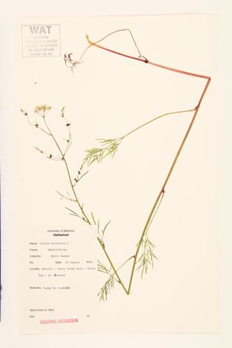 Bulblet-bearing Water Hemlock; Bulb-bearing Water-hemlock; Bulbous Water-hemlock  specimen