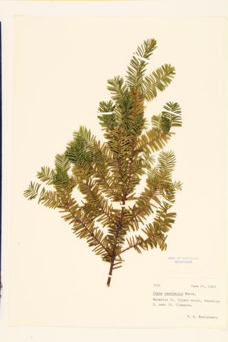 Ground Hemlock; American Yew; Canada Yew specimen