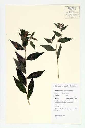 American Gromwell; Broad-leaved Gromwell specimen