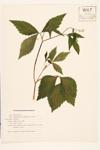 Honewort; Umbelweed; Canadian honewort specimen