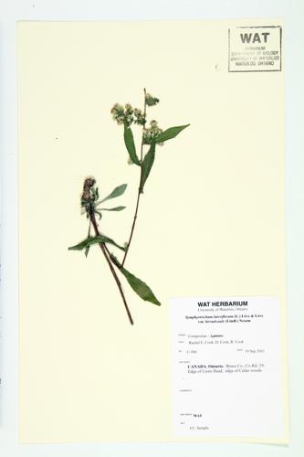 Calico Aster; One-sided Aster  specimen