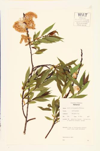 Missouri Willow; Diamond Willow specimen