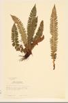 Holly Fern; Northern Holly Fern specimen