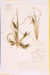 Rough Barnyard Grass; Small Spiked Barnyard Grass specimen