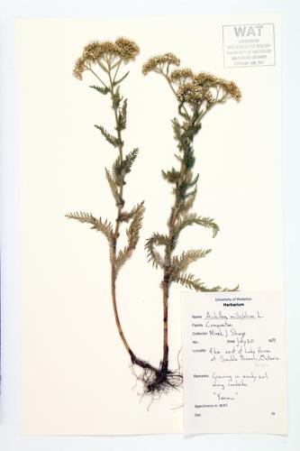 Common Yarrow specimen