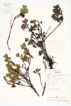 Common Bearberry; Sandberry specimen