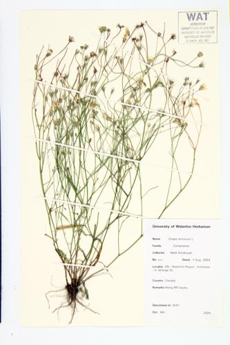 Narrow-leaved Hawk's Beard; Hawk's Beard specimen