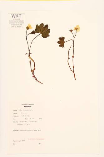 Cloudberry; Baked-apple Berry specimen