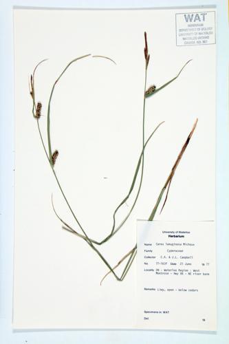 Woolly Sedge; Slender Sedge specimen