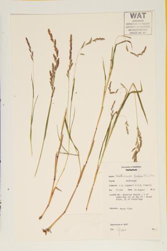 Leafy Satin Grass; Wire-stemmed Muhly specimen