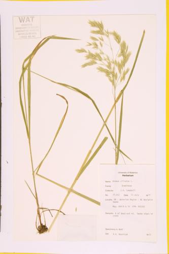 Fringed Brome; Wood Chess specimen