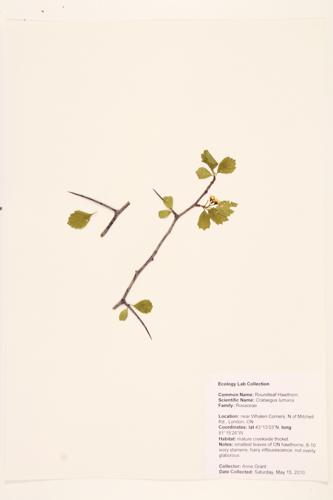 Roundleaf Hawthorn specimen