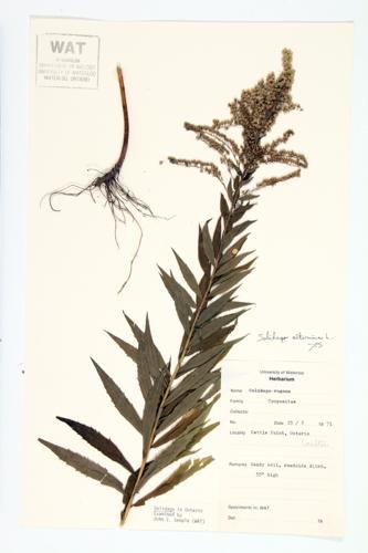 Tall Goldenrod; Double Goldenrod specimen