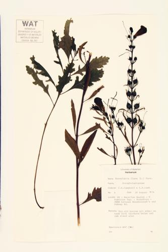 Yellow False Foxglove specimen