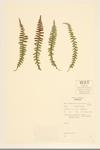 Ebony Spleenwort specimen