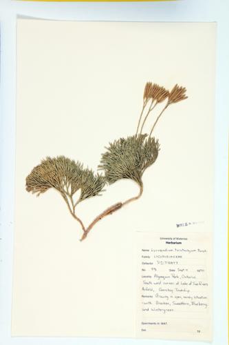 Blue Ground-cedar; Deeproot Clubmoss specimen