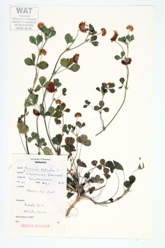 Alsike Clover specimen