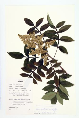 Upland Sumac;  Shining Sumac specimen