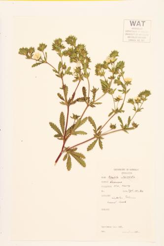 Downy Cinquefoil specimen