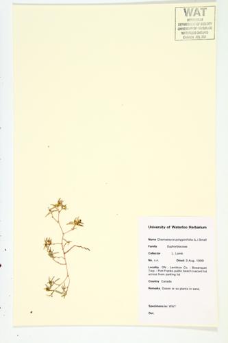 Knotweed Spruge; Seaside Spruge; Seaside Sandmat specimen