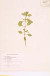 Marsh Purslane; Water False Loosestrife specimen