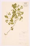 European Wood-sorrel; Upright Yellow Wood-sorrel specimen