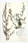 Mugwort; Common Mugwort  specimen