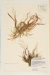 Wood Witch Grass; Tuckerman Panic Grass specimen