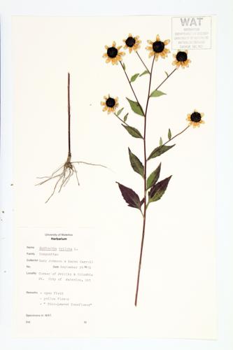 Brown-eyed Coneflower; Thin-leaved Coneflower specimen