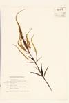 Beaumont's Culver's-root; Virginia Culver's-root specimen