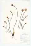 Wild Leek specimen