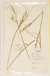 Porcupine Grass specimen