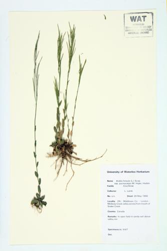 Hairy Rock-cress specimen