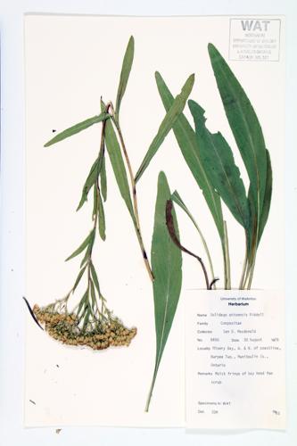 Ohio Goldenrod specimen