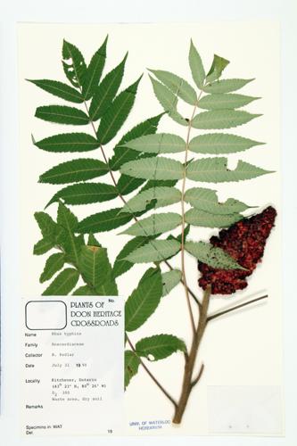 Staghorn Sumac; Velvet Sumac specimen