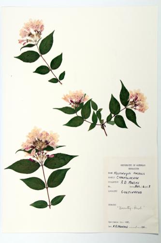 Beauty bush specimen