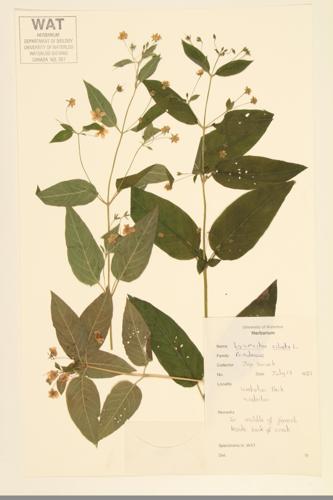 Fringed Loosestrife; Ciliate Loosestrife  specimen